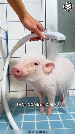 Pot-bellied Pig 🐷 Unconventional Family Pet!