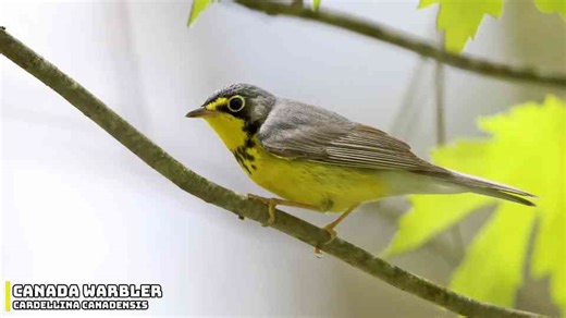 This American animal appeared in the UK - and nobody knows how it got there