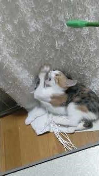 子猫保護しました あざと可愛い小夏ちゃん 2