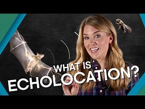 History of Ultrasound – Overview of Sonography History and Discovery