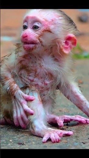 Monkey species: The baby monkey was scared when it was away from its mother.