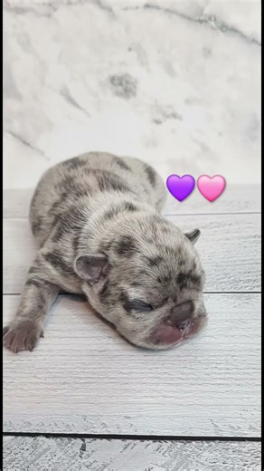 Frenchie Puppies’ First Photo Shoot 📸🐶💕