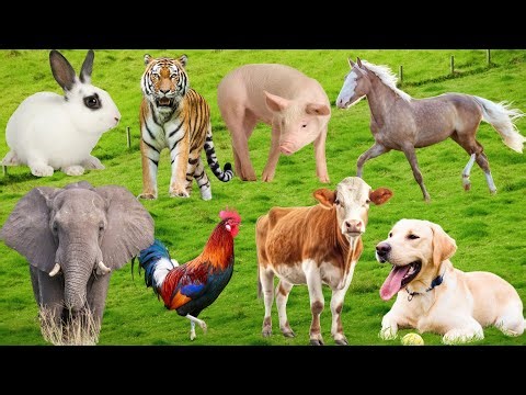 Farm Animal Sounds: Sheep, Cow, Dog, Chicken, Pig, Duck, Cat, Buffalo, Horse - Animal Moments