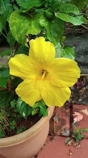 hebiscus / deep yellow