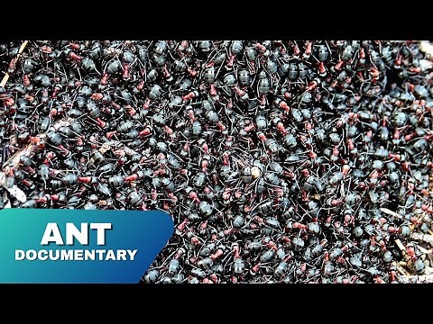 Inside the Ant Colony: The Secret Life of Ants | Full Nature Documentary