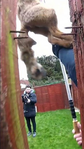 Rescuing a Fox! | The Dodo