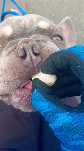Densuke the French Bulldog came running over to say hello❗ Densuke making "oink oink" noises whil...