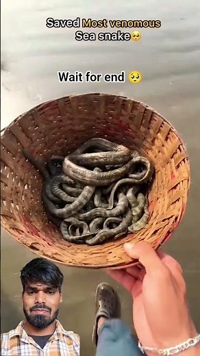 Rescue mission: 100+ sea snakes back to the ocean 🥺