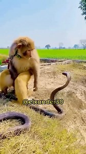 El chango le pega 🤣🤣 #risas #chango #videosgraciosos #bromas #bromasdivertidas #changos #caidasgraciosas #comedia #humor #reels #viral | El Xander
