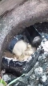 #uncloggingdrains #drainer #clean #relax #cleaning #foryou | Unclogging drains