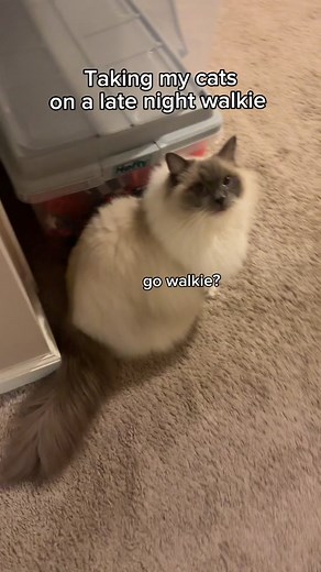 Walking Cats: Fun Adventures on a Leash