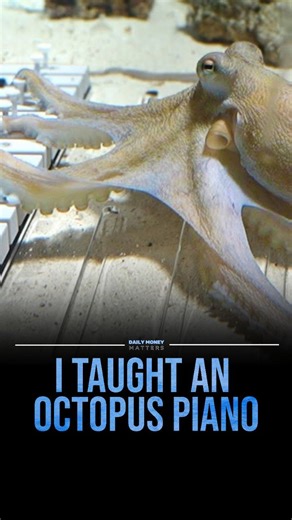 Money | Motivation | Business on Instagram: "Curiosity often reveals intelligence where we least expect it. Teaching an octopus to play piano highlights how complex and adaptive animal minds truly are. Beneath the ocean surface exists learning, memory, and problem solving that challenges traditional ideas of intelligence. Octopuses use exploration and repetition to understand their environment. When given tools or puzzles, they respond with focus and strategy. This ability to learn patterns show