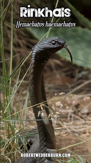 A Beautiful Rinkhals (Hemachatus haemachatus) Spreading Its Hood #venomous #cobra #snake