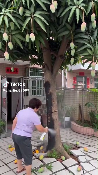 BalliBotMogis: The Smart AI Robot Trending on TikTok