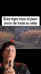6.6M views · 10K reactions | Este tigre hizo el peor error de su vida #reelsviralシfb #viralvideo #viralpost #fbreelsfypシ゚viralシ #viralreelsシ #viralvideoreelsfb #viralvideoシ #reelsfypシ #animales #mundoanimal | Animal World | Facebook