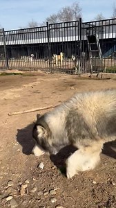 I had to shave his wooly coat off. Never shave a double coated dog unless medically necessary. This time it was and there is always a concern about the coat growing back. He looks like a puppy again. 😂. #doublecoat #husky #huskyhalfwayhouse | Husky Halfway House