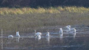 Tundra swan in the Canadian wilderness