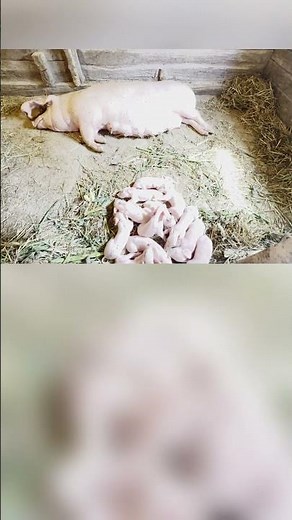 The Miracle of Life: Mother Pig Gives Birth to Adorable Piglets