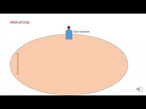 Pharmacology of CCBs