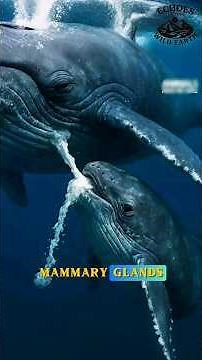 How Baby Whales Drink Milk Underwater? #whale #mammals #animallovers #wildlife