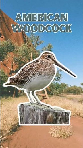 American Woodcock - Pure Nature Sounds!