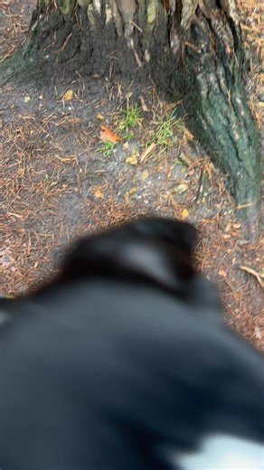 Super clever little Miss Ruby 🥰 | Ruby Found Her Forever Home