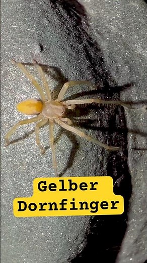 Gelber Dornfinger: Diese Spinne solltest du nicht unterschätzen