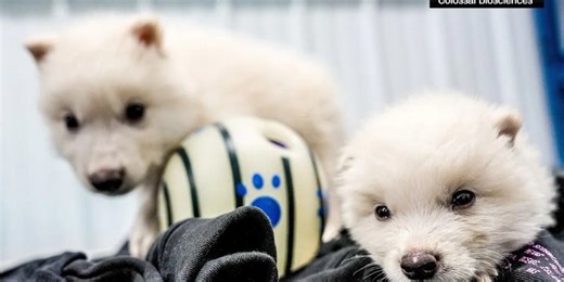 Wolf species, extinct for 10,000 years, brought back to life