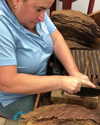 Don Roque Cigar on TikTok