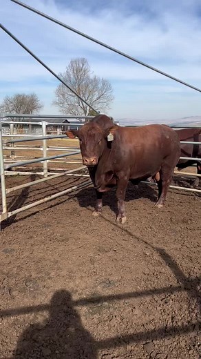 Livestock Auction Behind the Scenes | AAM Livestock Agents