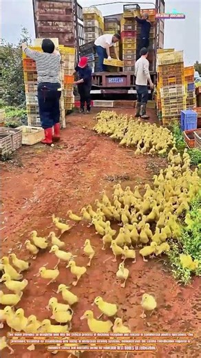The Art of Receiving and Releasing Ducklings at the Farm