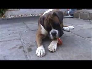 Boxer dog struggles with toy