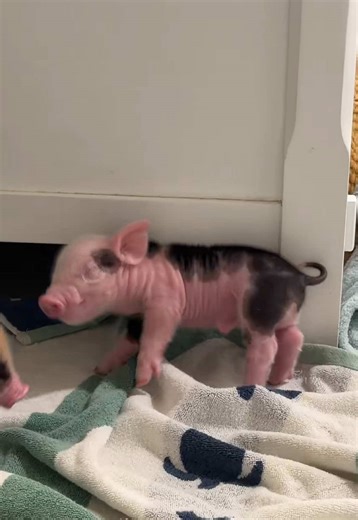 Understanding Piglets: Life on the Farm
