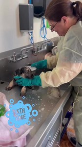 When you have puppies, you have 💩.That means it’s BATH TIME!!! 🛁 🧼 🐶 #sacspca #sacramentospca #puppies #puppylove #adopt #adoptdontshop | Sacramento SPCA