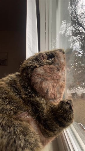 Celebrate Christmas with a Dancing Beaver Puppet