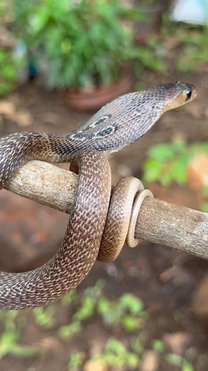 29K views · 31 reactions | Untold Facts Of Snakebite? In many cases...