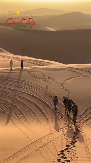 The trek will start with the Erg Chebbi dunes: wild camping under the stars, camel trekking, and feeling the silence of the desert. WhatsApp: 212671581826 🌐:www.cameltripmorocco.com #saharadesert #inmorocco #ergchebbi #exploremorocco #activitiesindesert