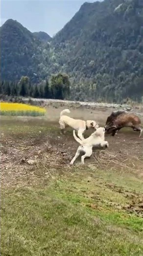 Tiny Puppy vs. Giant Wild Boar: Shocking Face-Off! 😱 #nature #animals #masaimaranationalpark