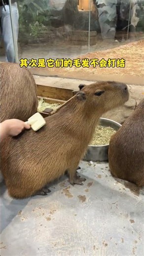 卡皮巴拉为什么不用梳毛 #卡皮巴拉 #水豚 #长沙zoolung大型室内动物园 #王思聪的动物园 #卡皮巴拉是一种生活态度