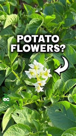 807K views · 10K reactions | Did you know potato flowers lead to berries? They’re not for snacking though; but they signal that fresh potatoes are coming. Harvest early for a treat or wait for full size. Here’s a tip: when the foliage dies back completely, wait 2 weeks before digging. This helps them last even longer in the pantry. So let nature do its thing, then dig in. 凜 | Epic Gardening | Facebook