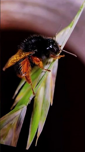 Inside the Secret Life of Bumblebees