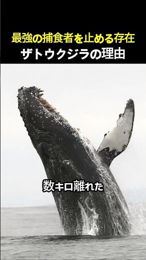最強の捕食者を止める存在ザトウクジラの理由