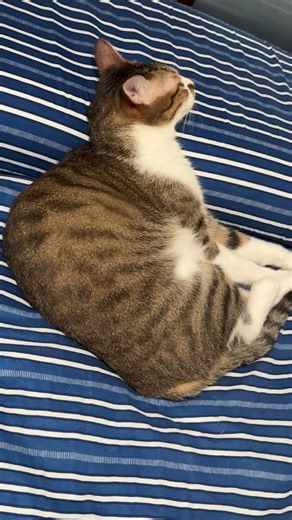 Funniest Cats Being Soft ☁️ | Alpha’s Thoughtful Morning Stare [EP.25]