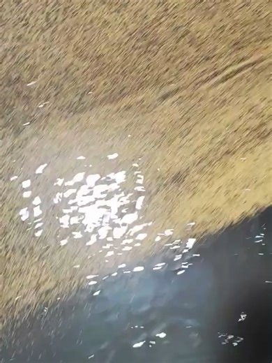 Gold Separation Shaking Table - Sorting alluvial gold with a small shaking table. #GoldShakingTable #MineralProcessingShakingTable #GoldProcessingEquipment #MineralProcessingEquipment #GoldSeparation #MineralProcessing #AlluvialGoldShakingTable #MineralProcessingShakingTableManufacturer #MineralProcessingEquipmentManufacturer #GoldPanningEquipmentManufacturer #GoldShakingTable