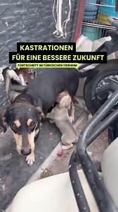 Die Kastrationen in unserem türkischen Partnertierheim sind gestartet – und die ersten Hunde konnten bereits operiert werden!❗️Warum das so wichtig ist? Weil jede einzelne Kastration verhindert, dass unzählige weitere Welpen in Leid und Hoffnungslosigkeit geboren werden. Kastrationen sind der Schlüssel zu wirksamem Tierschutz. Im Tierheim KuHayDer sind wir auf einem guten Weg, doch wir sind noch lange nicht am Ziel. 👉🏽 Klicke auf den Link, wenn du noch mehr Tieren eine bessere Zukunft ermöglic