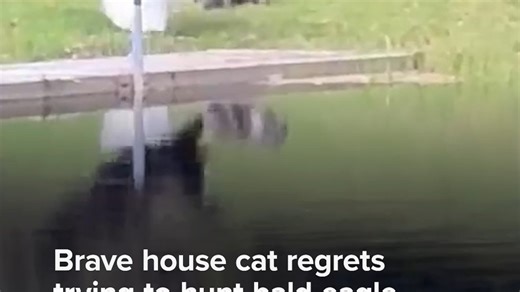 Brave house cat regrets trying to hunt bald eagle