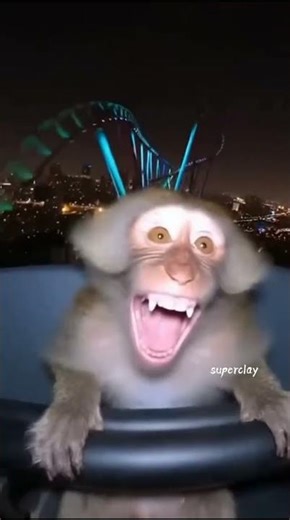 the monkey was shocked and laughed at #funny #shorts #laugh