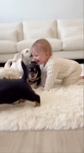 4 Tiny Labrador Puppies Chase Laughing Baby — CUTEST Back Ride Ever 😂🐶