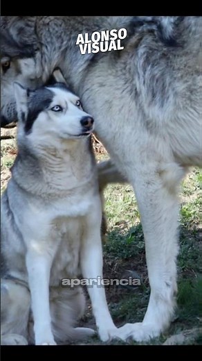 This is what the size difference between a Husky and a wolf looks like 🐺😨