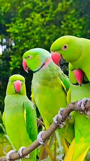 so qt parrot 🦜 my baby birds givabar #mithu #nonstoptalkingparrot #birds #parrot